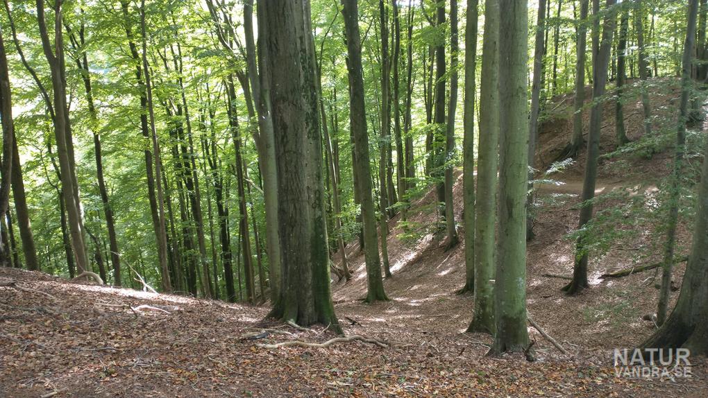 Backe ner till Skäralidsdalen Söderåsens nationalpark i Skåne
