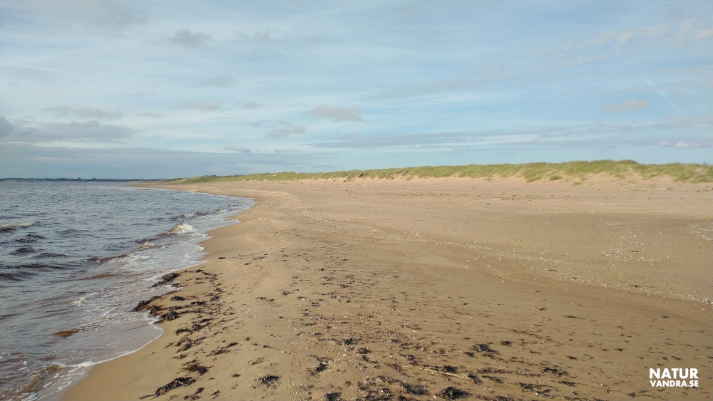 Badplats vid Lagaoset söder om Halmstad