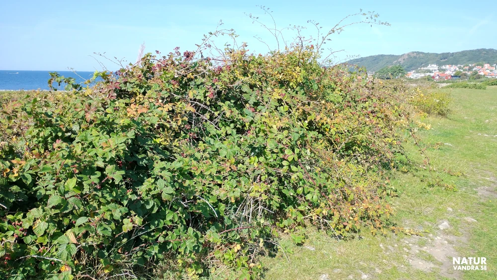 Björnbärssnår Möllehässle naturreservat Skåne