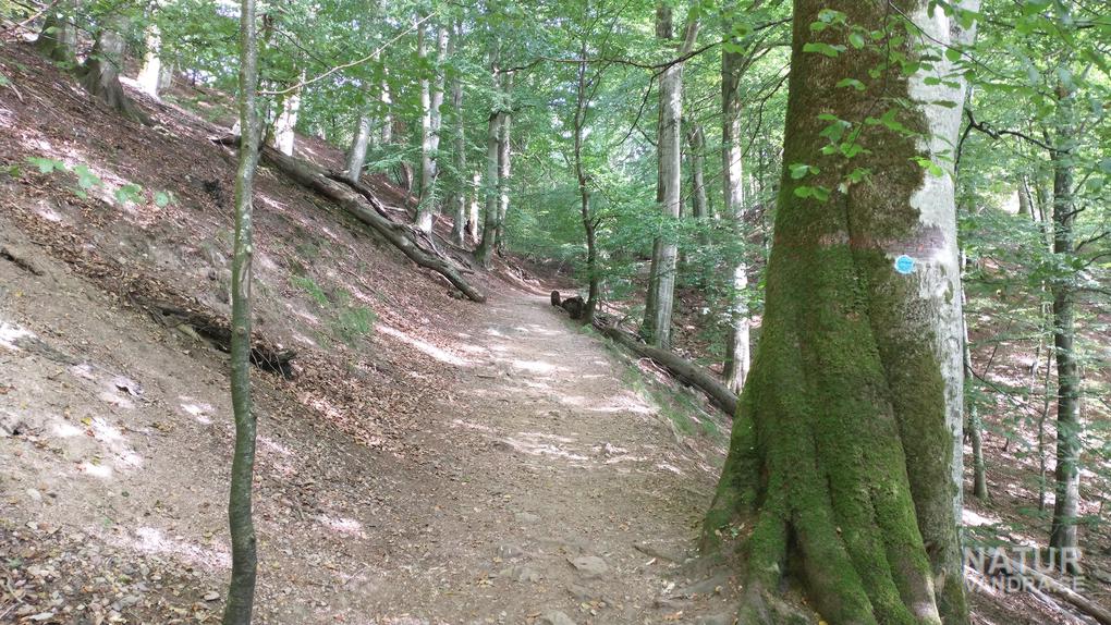 Brant backe upp mot Lierna Söderåsens nationalpark i Skåne