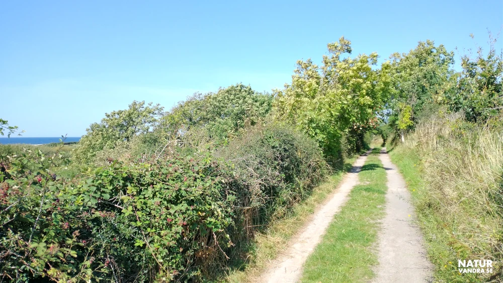 Buskar med björnbär Skåne