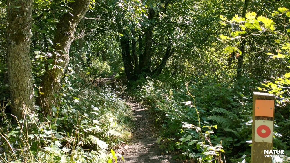 Frodig trollskog Gullbranna naturreservat i Halland