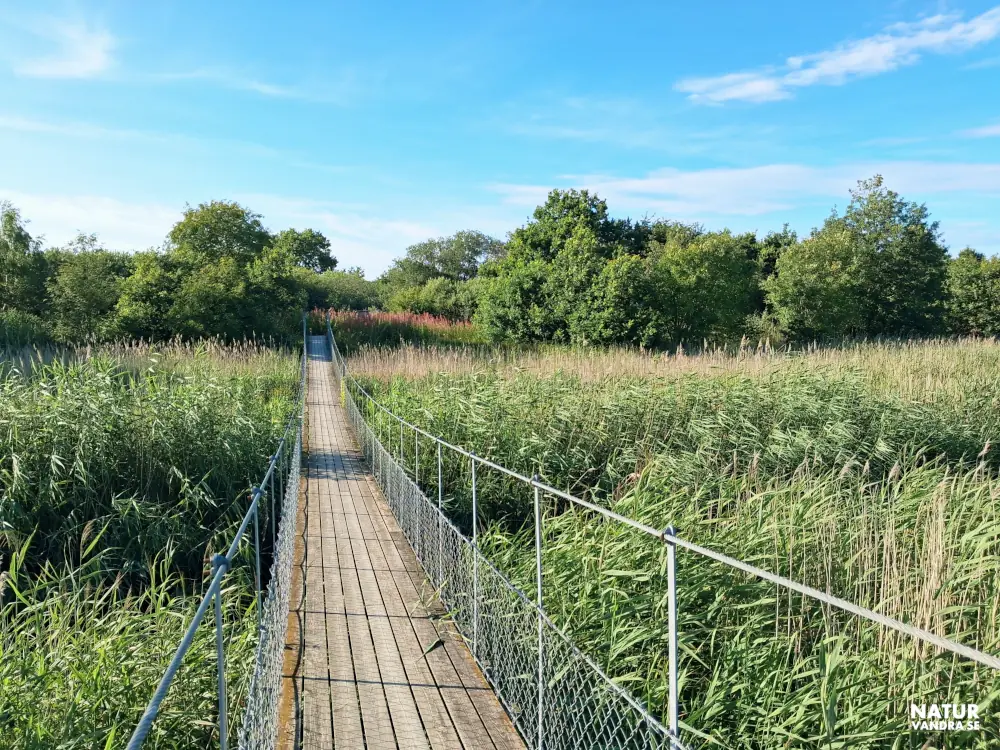 Hängbro naturreservatet Jonstorp Vegeåns mynning vid Skälderviken