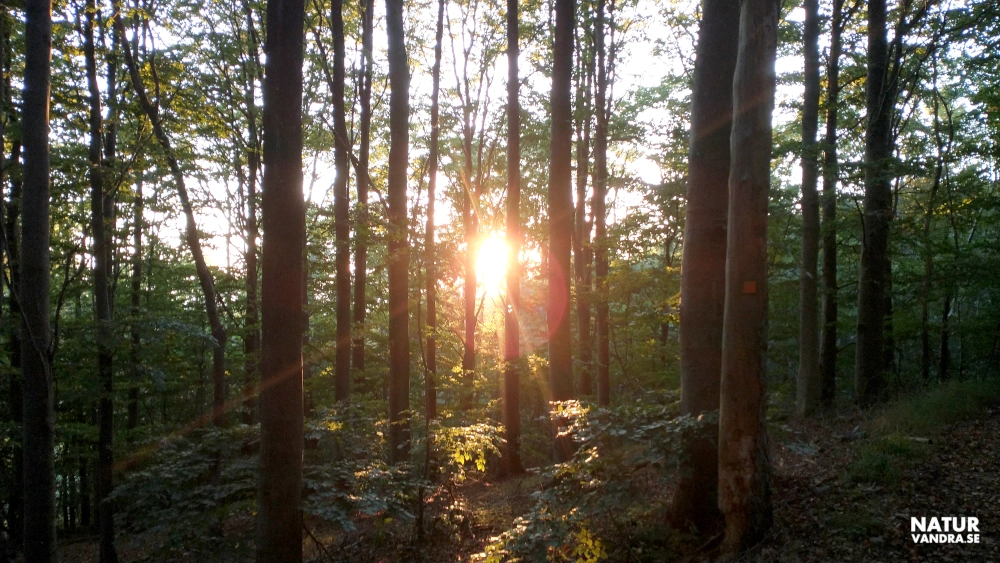 Utblick mot söder och havet från Kullabergs naturreservat