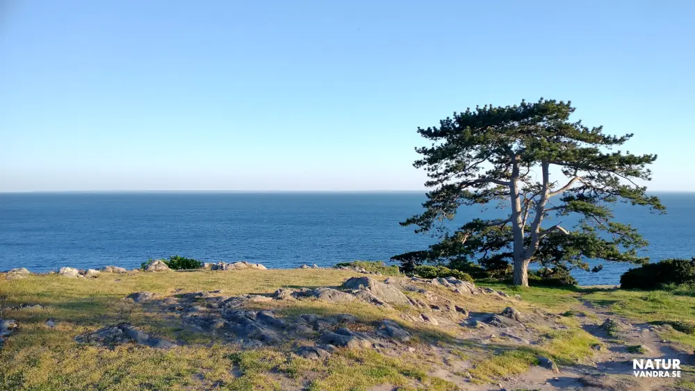 Träd på Kullabergs naturreservat södra sidan