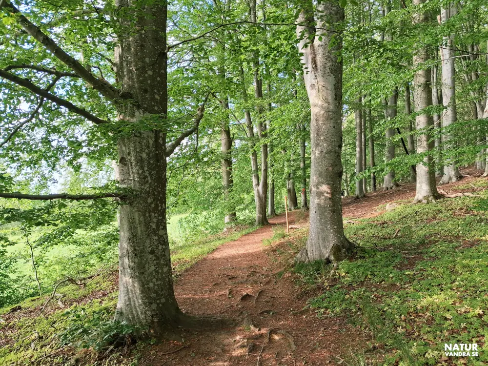Vandring genom bokskog Strömsbergs naturreservat Jönköping