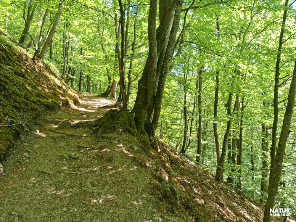 Backe till Kopparhatten Söderåsens nationalpark
