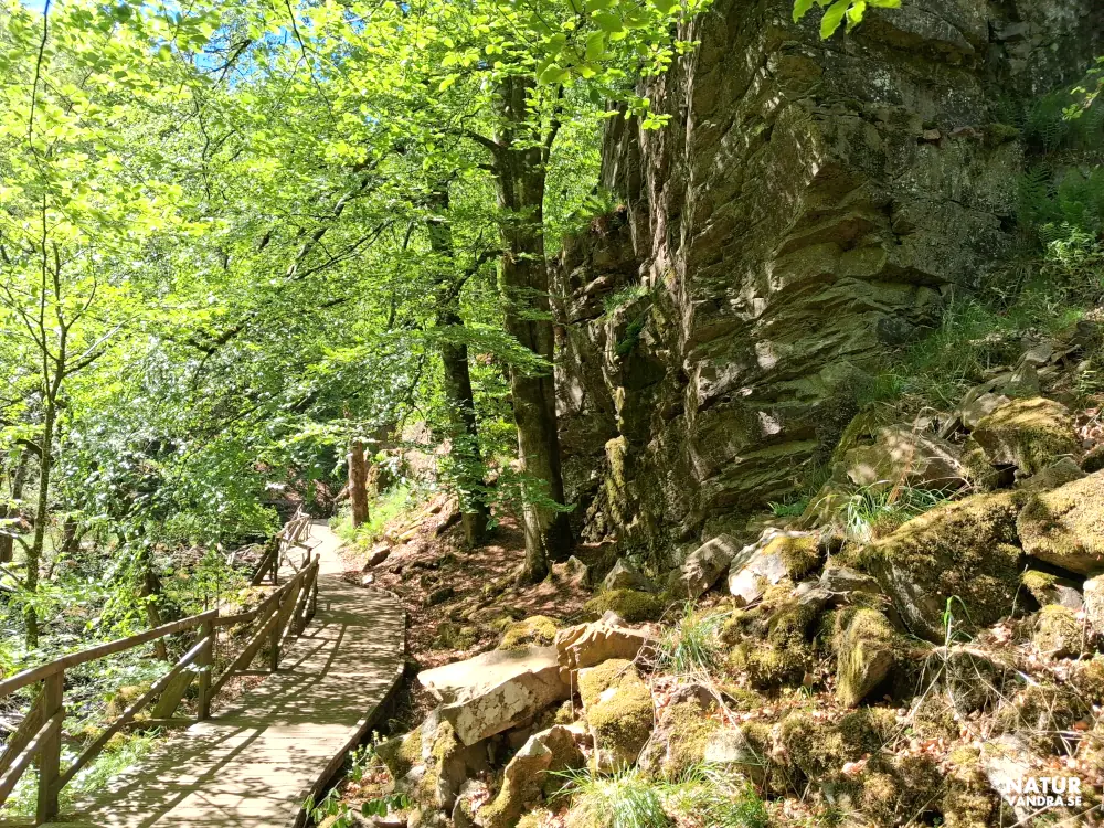 Dramatisk natur Söderåsens nationalpark