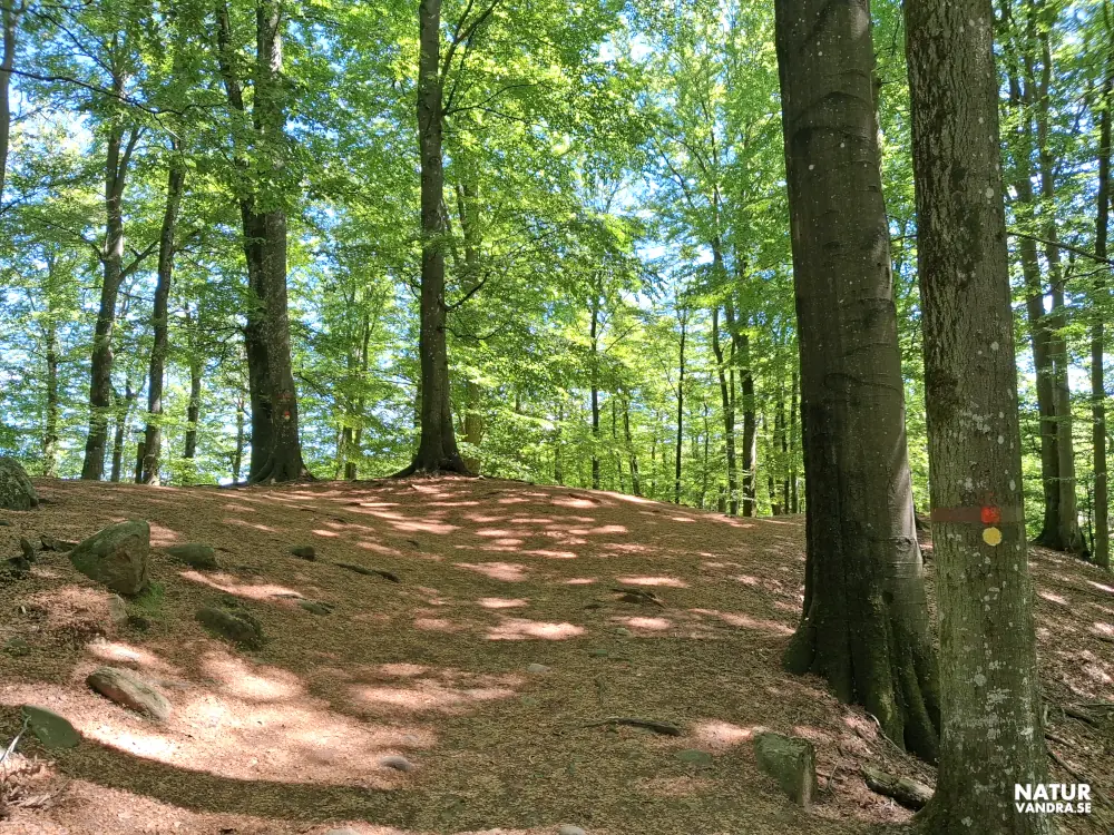 Bokskog på väg mot Kopparhatten Söderåsens nationalpark