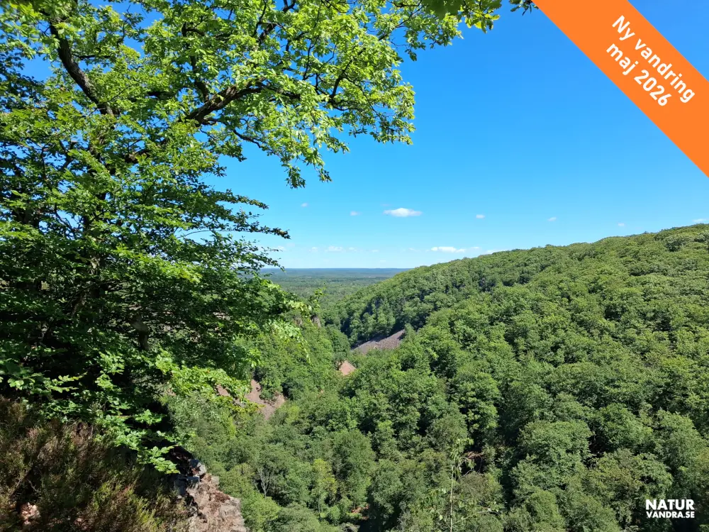 Utsikt från Kopparhatten på Söderåsens nationalpark