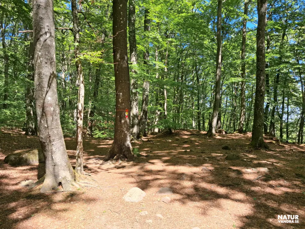 Vandring genom gammal bokskog Söderåsens nationalpark