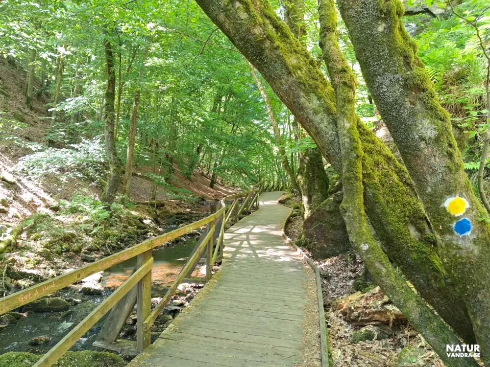 Vandring längs spång Söderåsens nationalpark