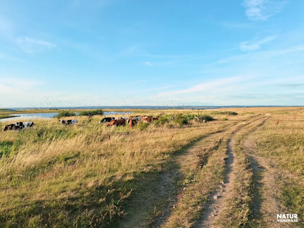 Kor längs stig strandäng Skälderviken