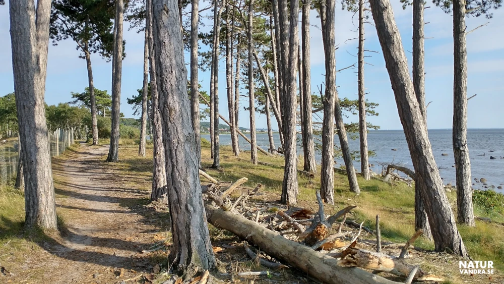 Vandring längs havet och Kulla Gunnarstorp naturreservat Skåne