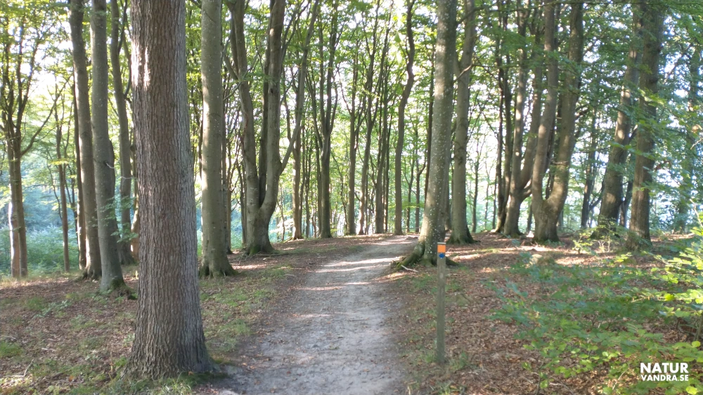 Gammal bokskog i närheten av Josefinelust på Kullabergs naturreservat