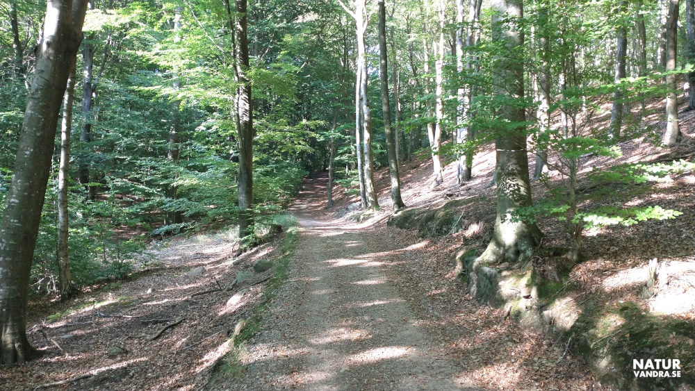 Utsikt från Gregers backar mot Norra Ljungås på Kullabergs naturreservat
