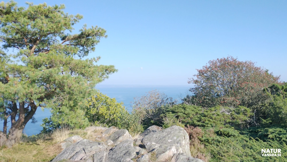 Utsikt åt norr från Gregers backar på Kullabergs naturreservat