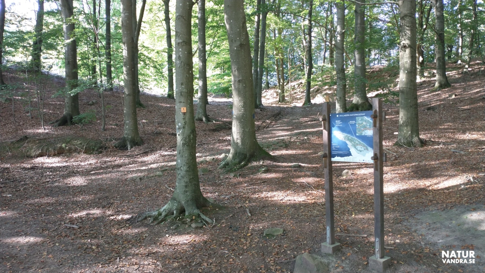 Informationstavla längs vandringsled på Kullabergs naturreservat norra sidan