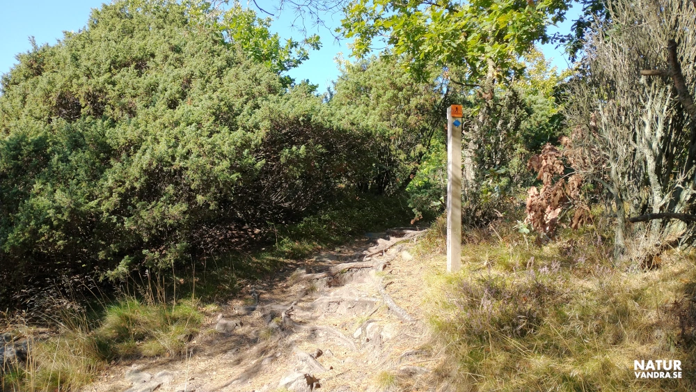 Stig längs Skåneleden på Kullabergs naturreservat
