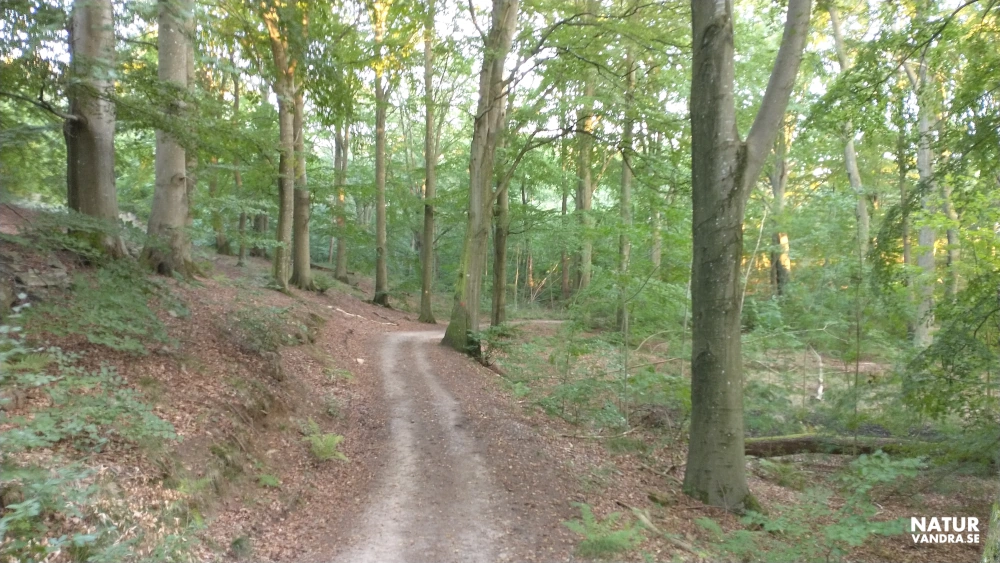 Skymning i bokskogen på Kullabergs naturreservat