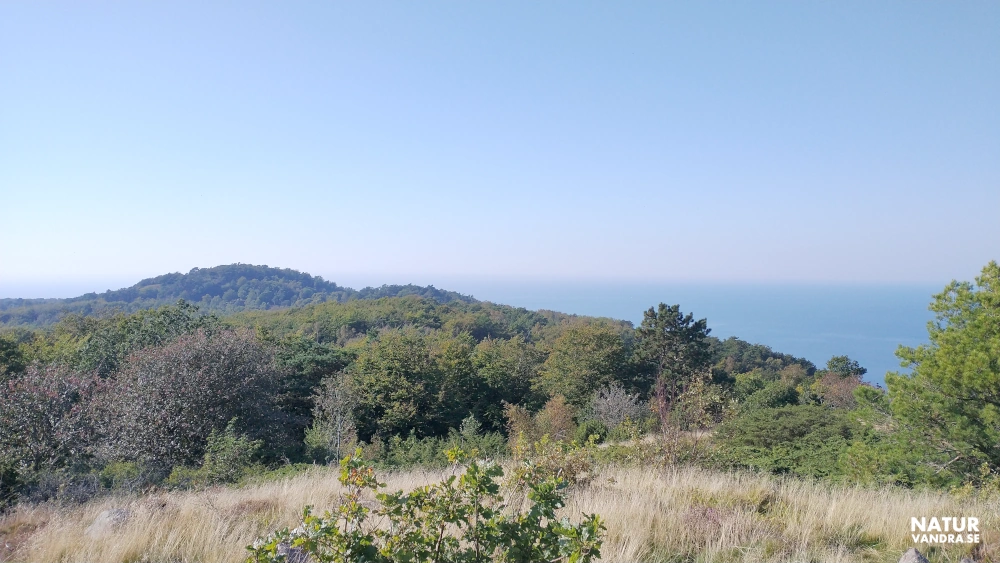Utsikt från Gregers backar mot Norra Ljungås på Kullabergs naturreservat