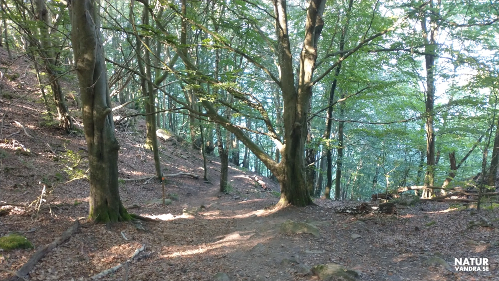 Brant backe längs Skåneleden på Kullabergs naturreservat norra sidan