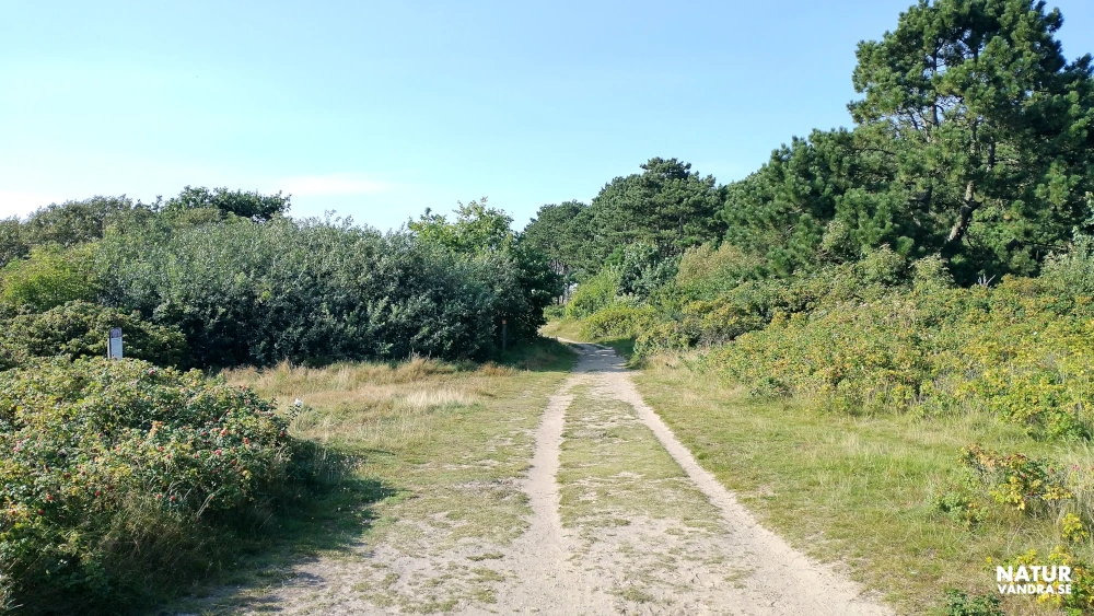 Lummig skog norr om Domsten i Skåne