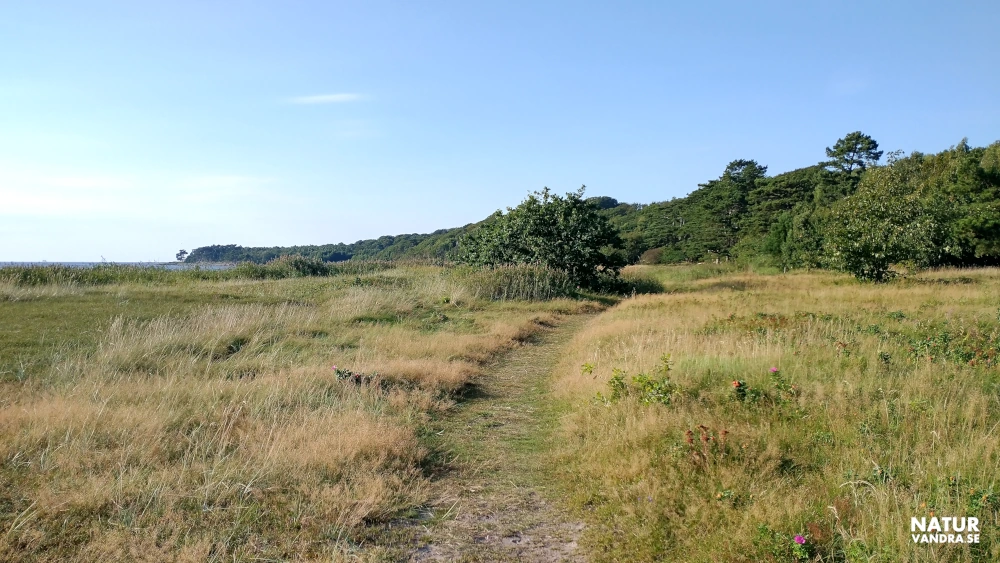 Lummig skog norr om Hittarp i Skåne