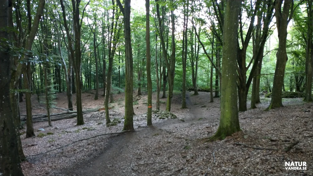 Bokskog Bjärehalvön