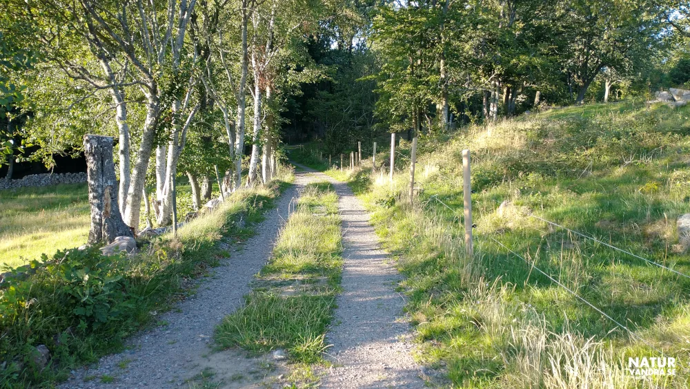 Skogsväg Bjärehalvön