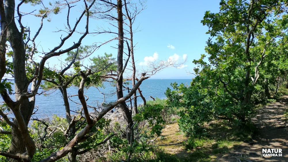 Stig utmed havet vid Magnarp Skåneleden
