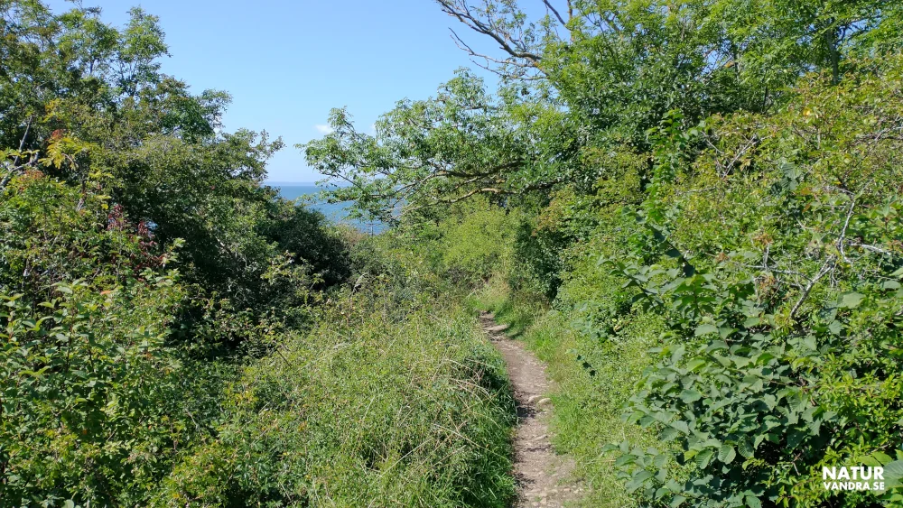 Lummig stig utmed havet vid Magnarp Skåneleden