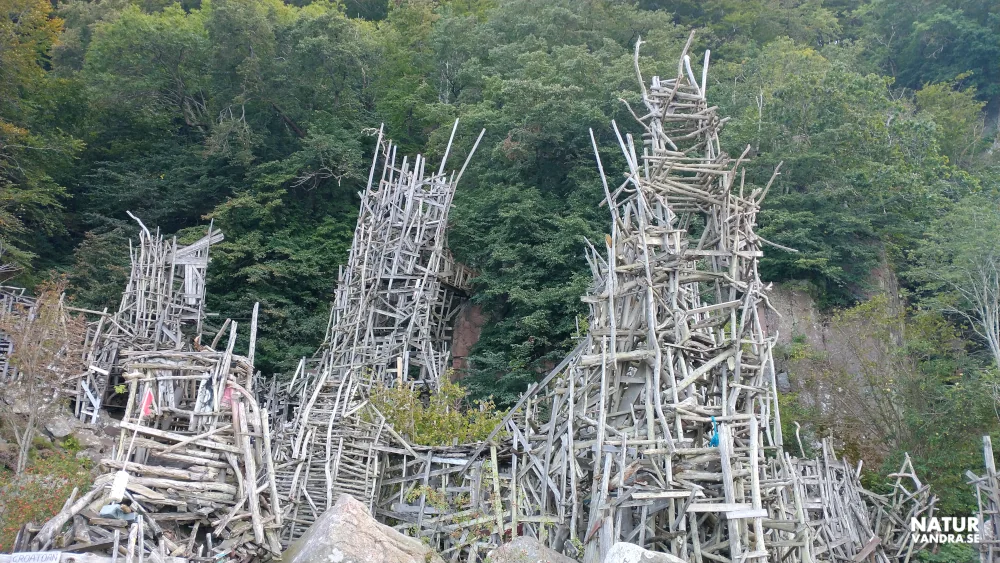 Nimis träskulptur Kullabergs naturreservat i Skåne