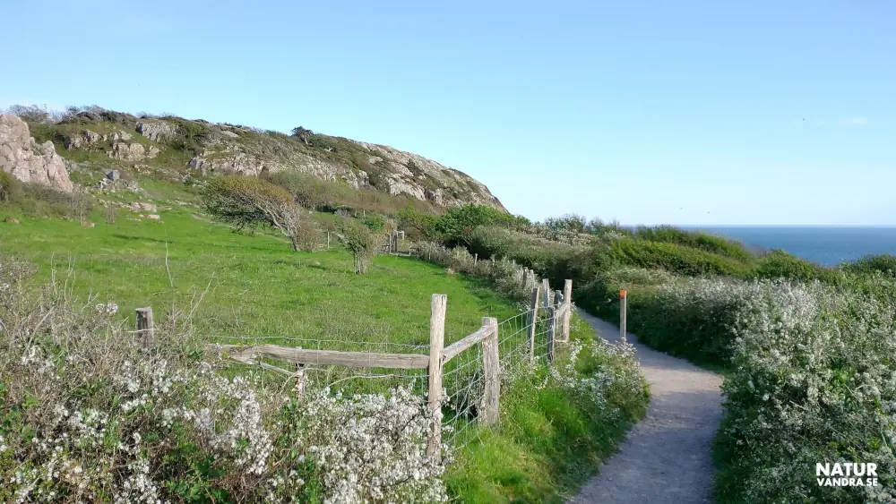 Röd vandringsled Kullabergs naturreservat