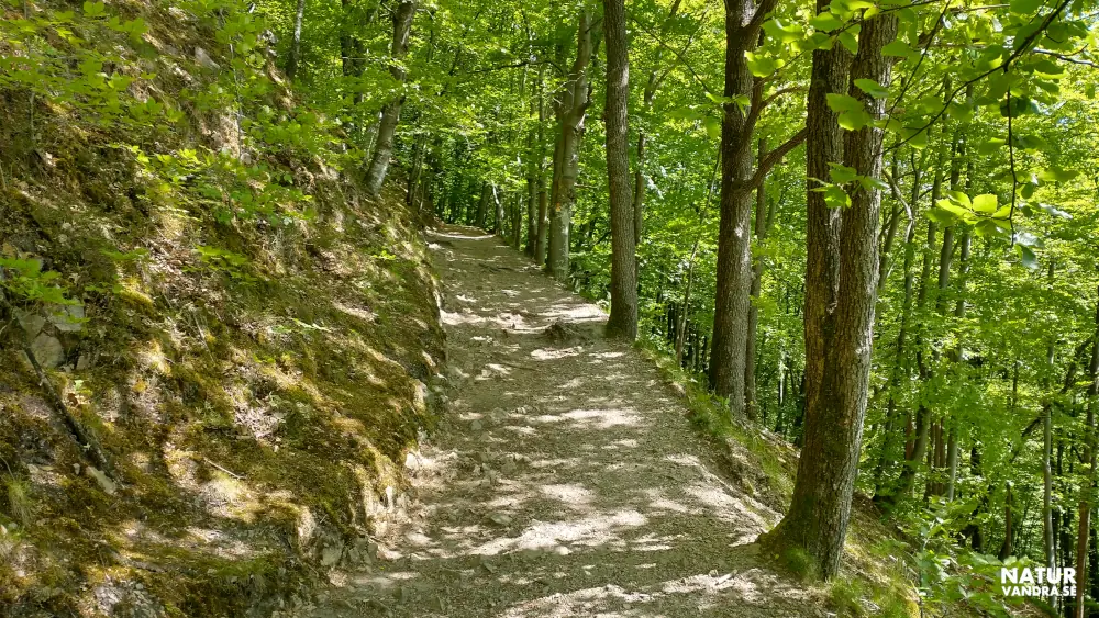 Backe upp till Kopparhatten Söderåsens nationalpark