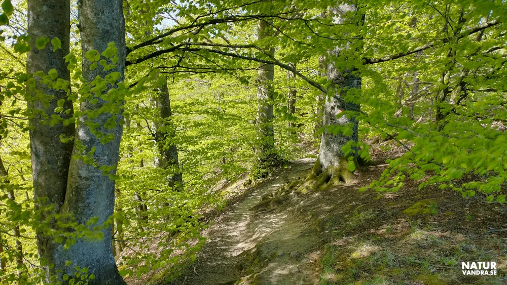 Stig till Odensjön Söderåsens nationalpark Skåne