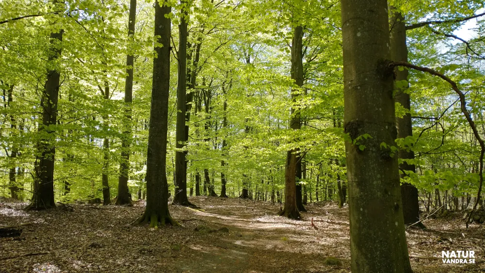Vandring på väg till Härnäsdammarna Söderåsens nationalpark Skåne