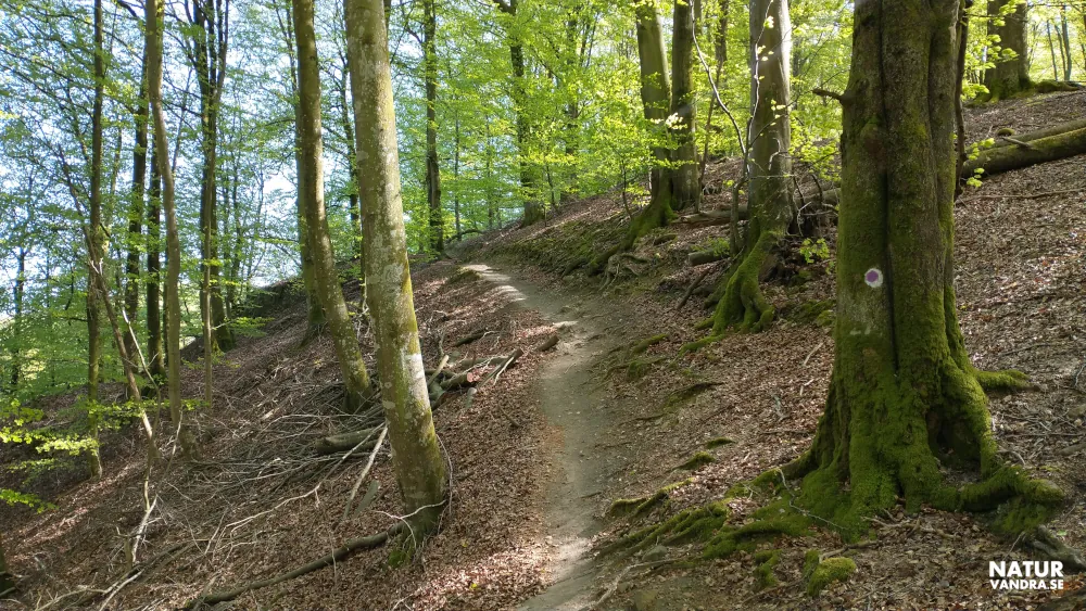 Vandring längs Nackarpsrundan vid Odensjön Söderåsens nationalpark Skåne