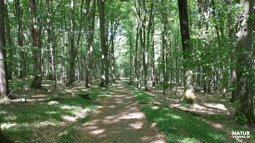 Bokskog Liakroksrundan Söderåsens nationalpark Skåne