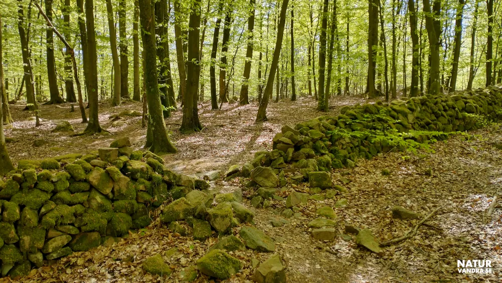 Vandring genom bokskog på väg till Odensjön Söderåsens nationalpark Skåne