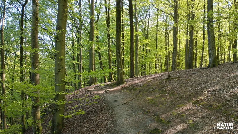 Vandring längs Nackarpsrundan vid Odensjön Söderåsens nationalpark Skåne