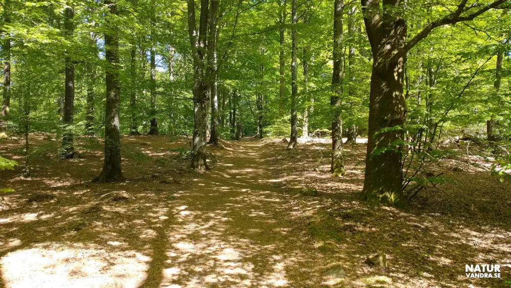 Bokskog längs Hjortsprongsrundan Söderåsens nationalpark Skåne