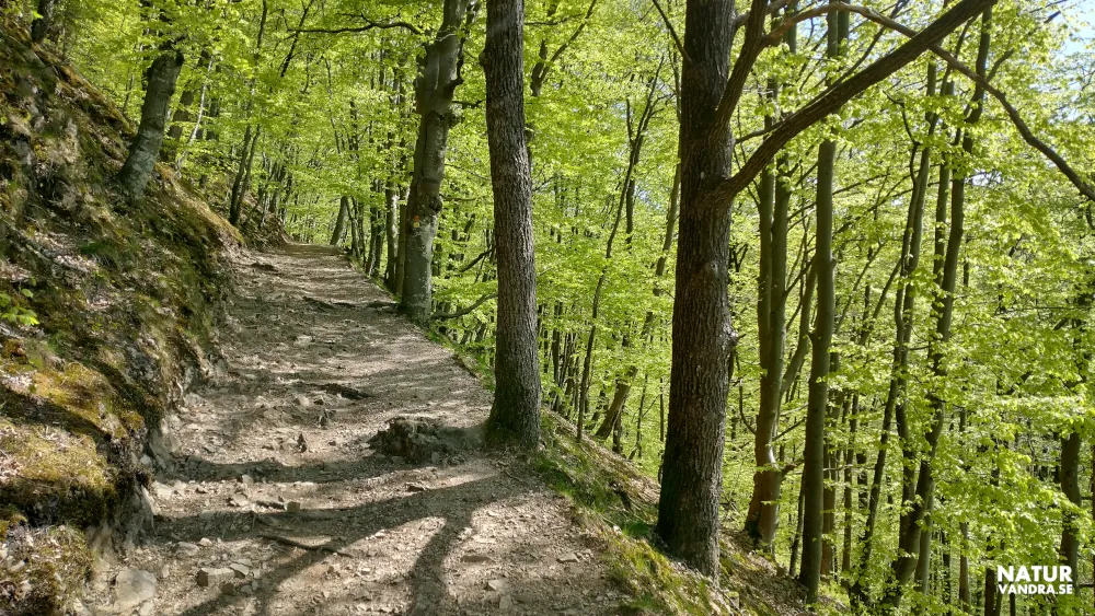 Brant stig till Kopparhatten Söderåsens nationalpark Skåne