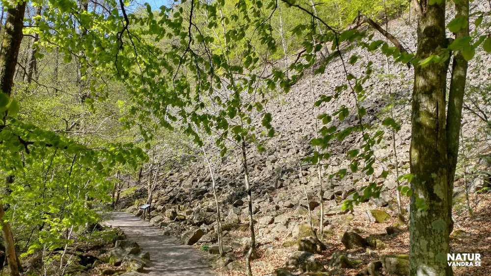 Stenig led längs rasbranter Söderåsens nationalpark Skåne