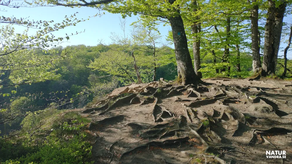 Lierna Söderåsens nationalpark Skåne