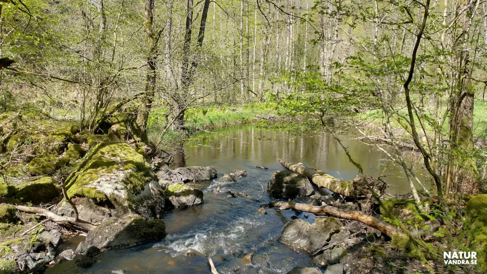 Vandring längs porlande vatten Söderåsens nationalpark Skåne