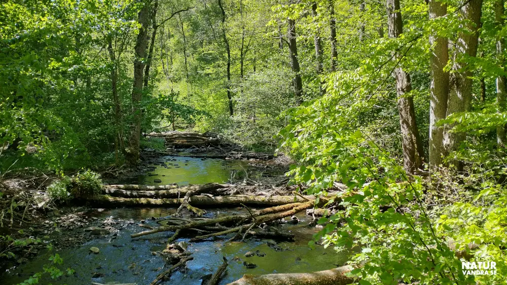 Vandring längs Skärån Söderåsens nationalpark Skåne