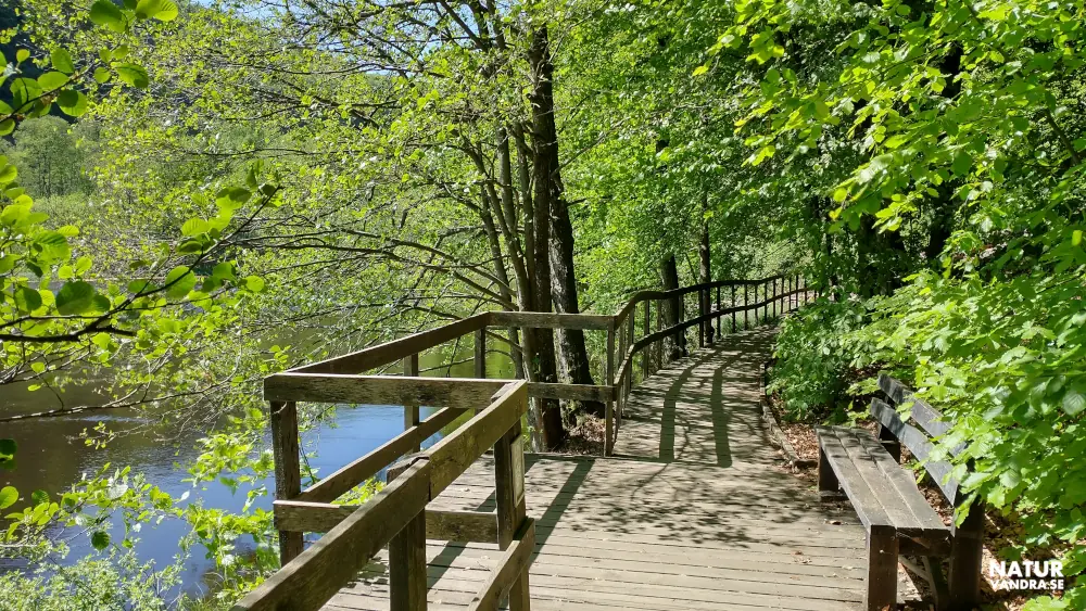 Spång längs Skärdammen Söderåsens nationalpark Skåne