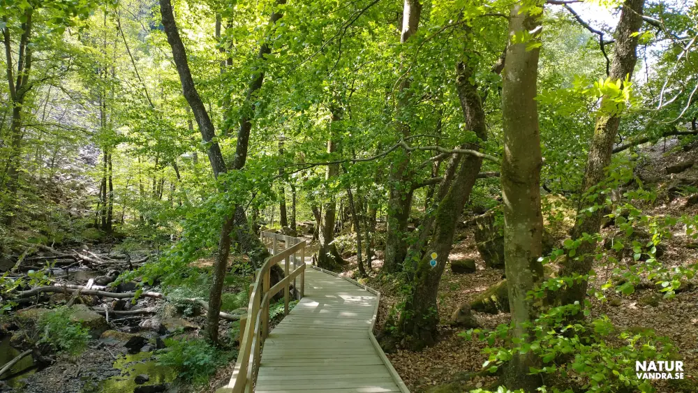 Spång längs Skärdammen Söderåsens nationalpark