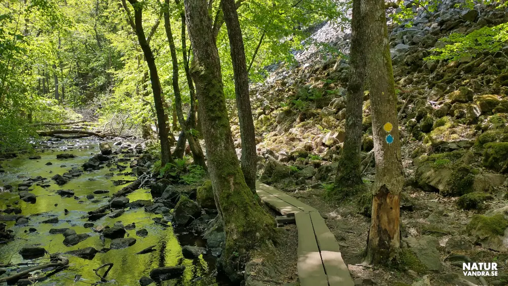Spång längs Skärdammen Söderåsens nationalpark Skåne